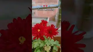 Good Morning &hearts;️  #shorts #goodmorning #nature #flowers