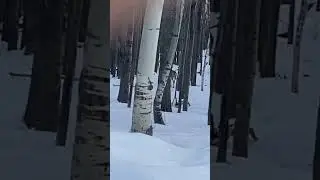 White tail deer spotted!#deerhunting #whitetails #winter