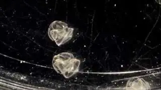tornaria larvae