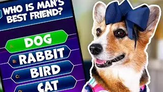 Dogs Play TRIVIA and WIN!