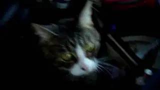 Lucy's Fat Cat Road Trip.