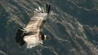 Spirit Of The Flying Eagle - Amer&ntilde;an