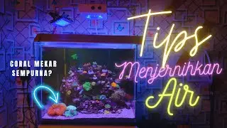 Rahasiaku Coral Mekar dan Sehat, Air Jernih? Nano Reef Tank 50cm