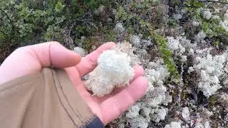 DOVREFJELL-SUNNDALSFJELLA NATIONAL PARK