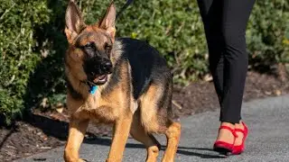Bidens&rsquo; Dog Gone From White House After Biting Incidents