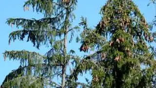MOV00696.MPG
