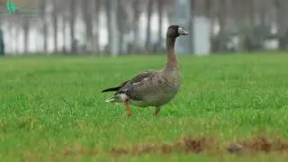 White-Fronted Goose Feeding - Sakarca Besleniyor