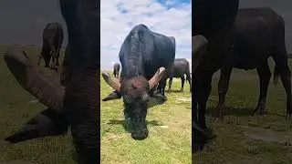 Village cow eating grass || the village animal reaction 🐮🐮