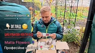 Цибулькове щастя 📦🪻🌷 від Matla Flowers та Професійного насіння
