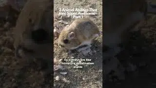😳 3 Animal Abilities That are Super Awesome Part 1 | Interesting Facts