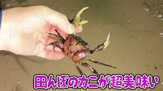田んぼのカニが超美味い