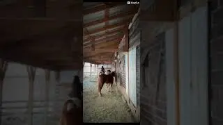 I am going to train him and try not to get bucked off in the process #horses