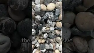 🪨🍫Our exclusive Cocoa Rocks are here&hellip; That means CHOCOLATE ROCKS ARE BACK!🍫🪨 #shorts