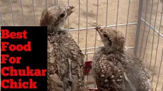 Best Food for chukar chick||Chakor ki bacho ka khorak||#chakor chick#Chakor_ki_bache