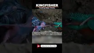 Kingfisher Feeding #SHORTS