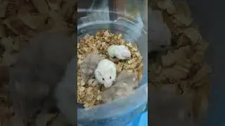 epic battle🐹 #hamster #idk  #pets #animal #wow #cute #pet #lol #funny #random #shorts #new #trend