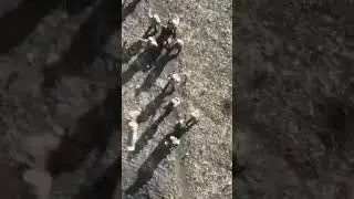 Ukrainian quadcopter drones dropping bombs on Dozens of Russian troops.