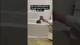 My Cat loves Bath time  #cat #catvideos #funny #funnycats