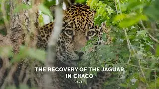 The recovery of the jaguar in the Argentine and Paraguayan Chaco &middot; Part I