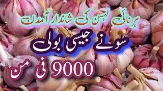 Harnai China garlic mandi rate