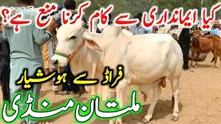Today New Multan Cow Mandi Latest Update | Sahiwal Cholistani Bachre | Cow Mandi 2025 | Multan Mandi