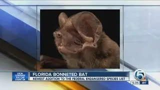Florida bonneted bat