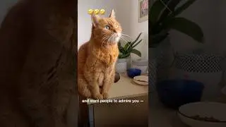 Пользуйтесь #cat #katzen #catlife #cute #funnycats #catkuzya #кіт