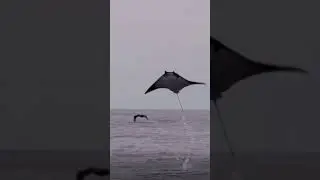 Mantarraya volando