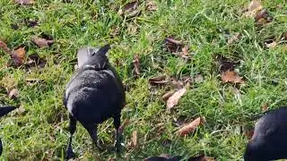 Sweet young crowfriends of Jaco and me🙏😍😍