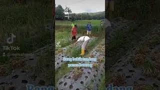 Panen Bawang Merah #hargasayur