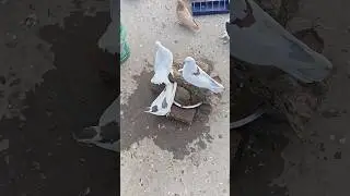 Fancy Pigeon #pigeon #kabutar #birds #pets
