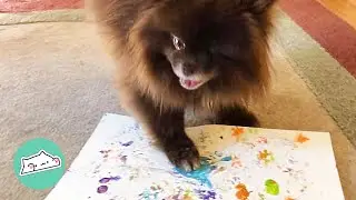 One-Eyed Dog Started Painting With Paws to Walk Better | Cuddle Buddies