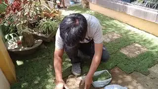 HOW TO INSTALL BERMUDA GRASS/GRASS INSTALLATION ONLY/#landscape #garden #beforeandafter