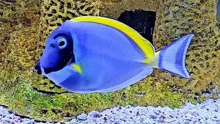 🐟SALTWATER FISH: Powder Blue Tang, Blue Tang & Spanish Hogfish🐟