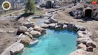 Big Bear Alpine Zoo Cam