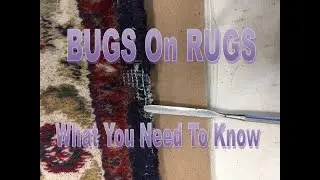 Insect Damage On Oriental Rugs