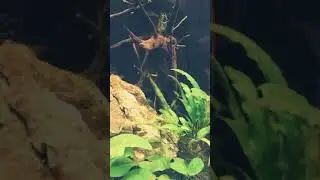 Killifish: Aphyosemion Australe (lyretail killifish)