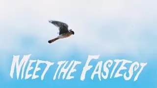 The Fastest Animal Peregrine Falcon # #video #documentary #peregrine #animals #fast #falcon