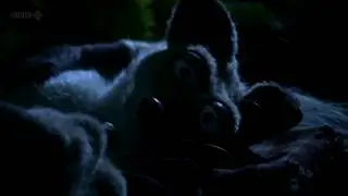Mongrels - Всё что происходит на острове, остаётся на острове...