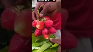 Hit like for avocado strawberry lovers 🥰 #gardening #fruit #strawberry