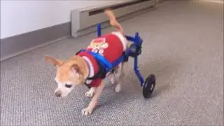 Amia in the New Walkin' Wheels Mini Wheelchair!