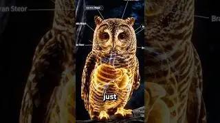 &ldquo;Owls Can Turn Their Heads 270&deg; &ndash; Here&rsquo;s the Dark Science Behind It&rdquo; #animalfacts #science