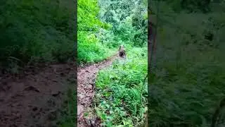 An elephant funny sliding funny animals 😂#shorts