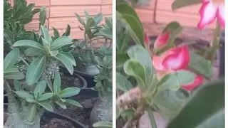 PACHYPODIUM E ARABIM ATUALIZAÇÃO ROSADODESERTO 