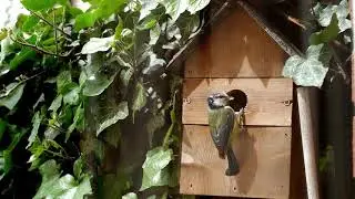 Blue tit chicks!