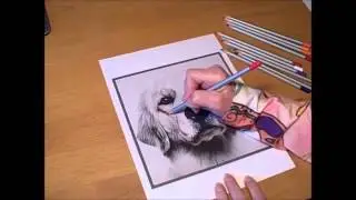 Dog Grayscale Coloring using Pencils