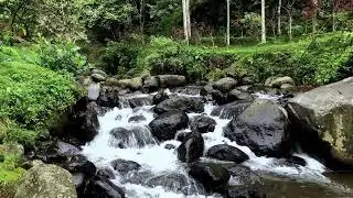 Soothe your mind gently with soft river ambience around a shaded forest stream for restful sleep