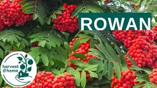 06 - Finding and selecting the right tree for your garden, or allotment: Rowan