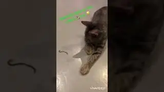 pussy cat playing w/ her snake 🐍 toy