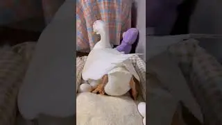 🦢🪺😃#satwalucu #funny #comedyvideo #animals #prindavan #comedy #pets #comedyshorts #duck